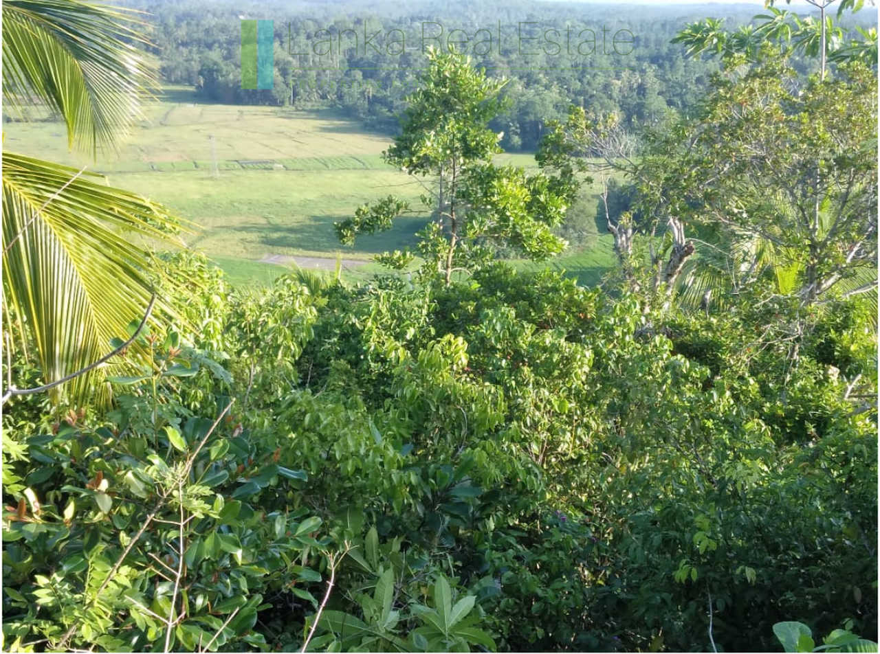 Five acres with cinnamon near Ahangama