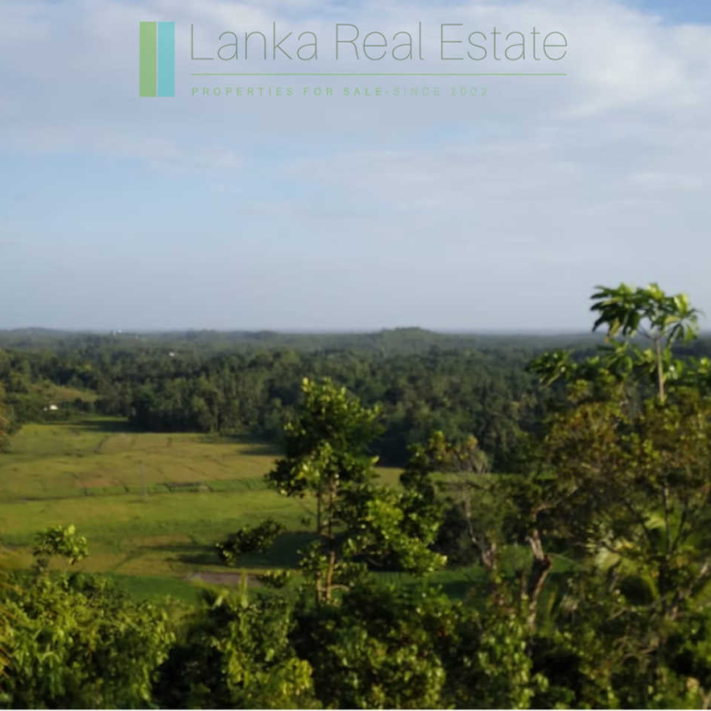 Five acres with cinnamon near Ahangama