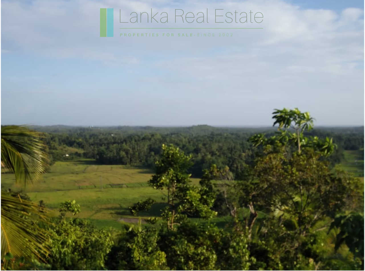 Five acres with cinnamon near Ahangama