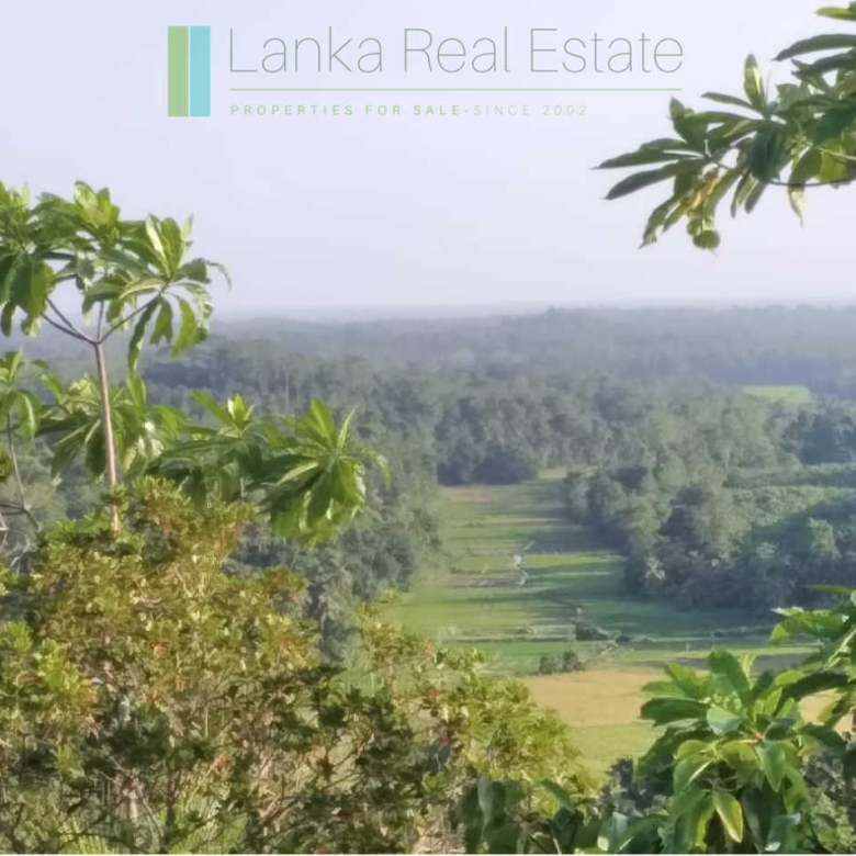 Five acres with cinnamon near Ahangama