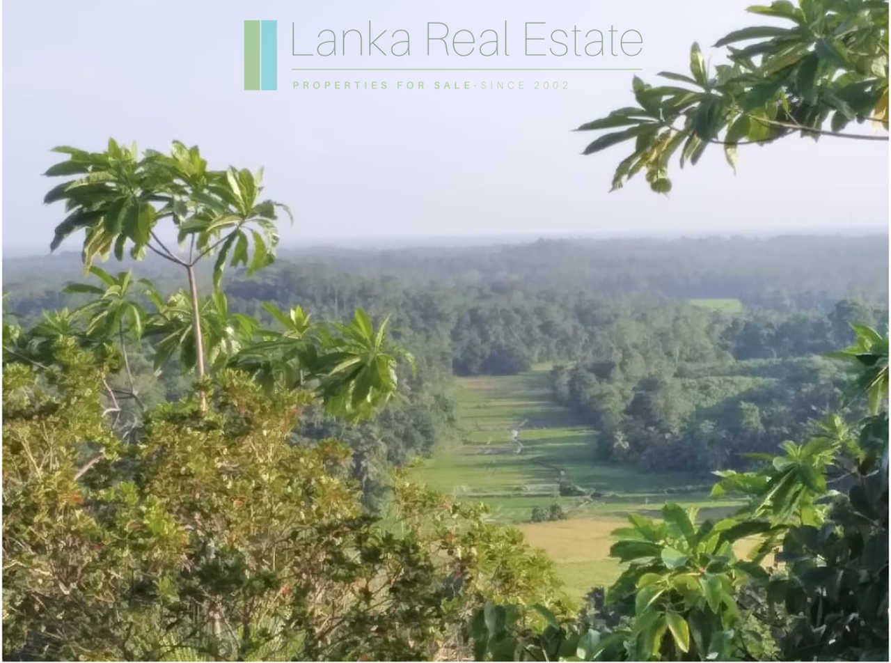 Five acres with cinnamon near Ahangama