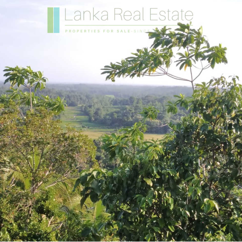 Five acres with cinnamon near Ahangama