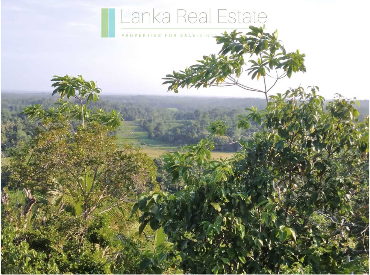 Five acres with cinnamon near Ahangama