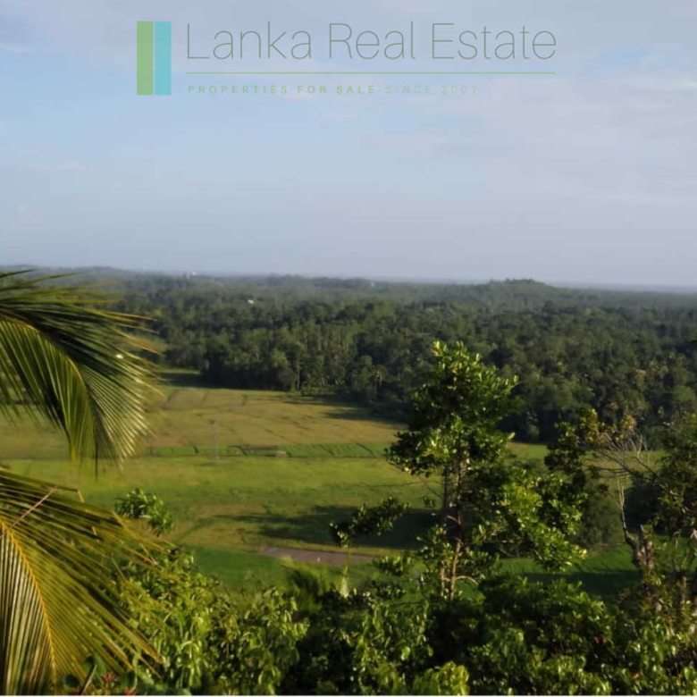 Five acres with cinnamon near Ahangama