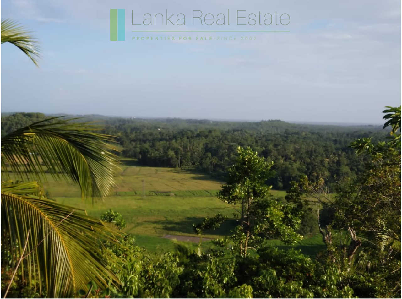 Five acres with cinnamon near Ahangama