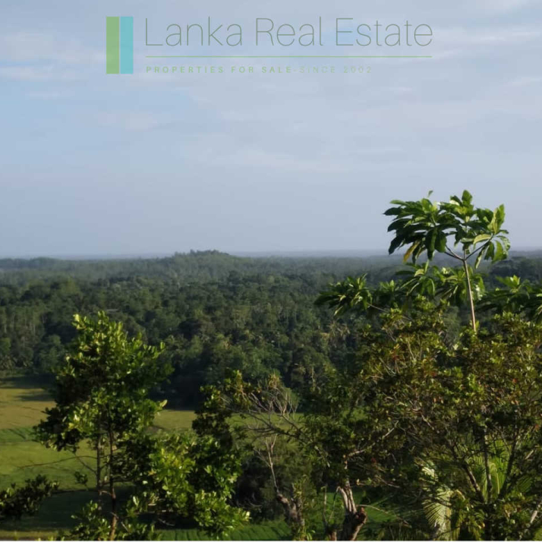 Five acres with cinnamon near Ahangama