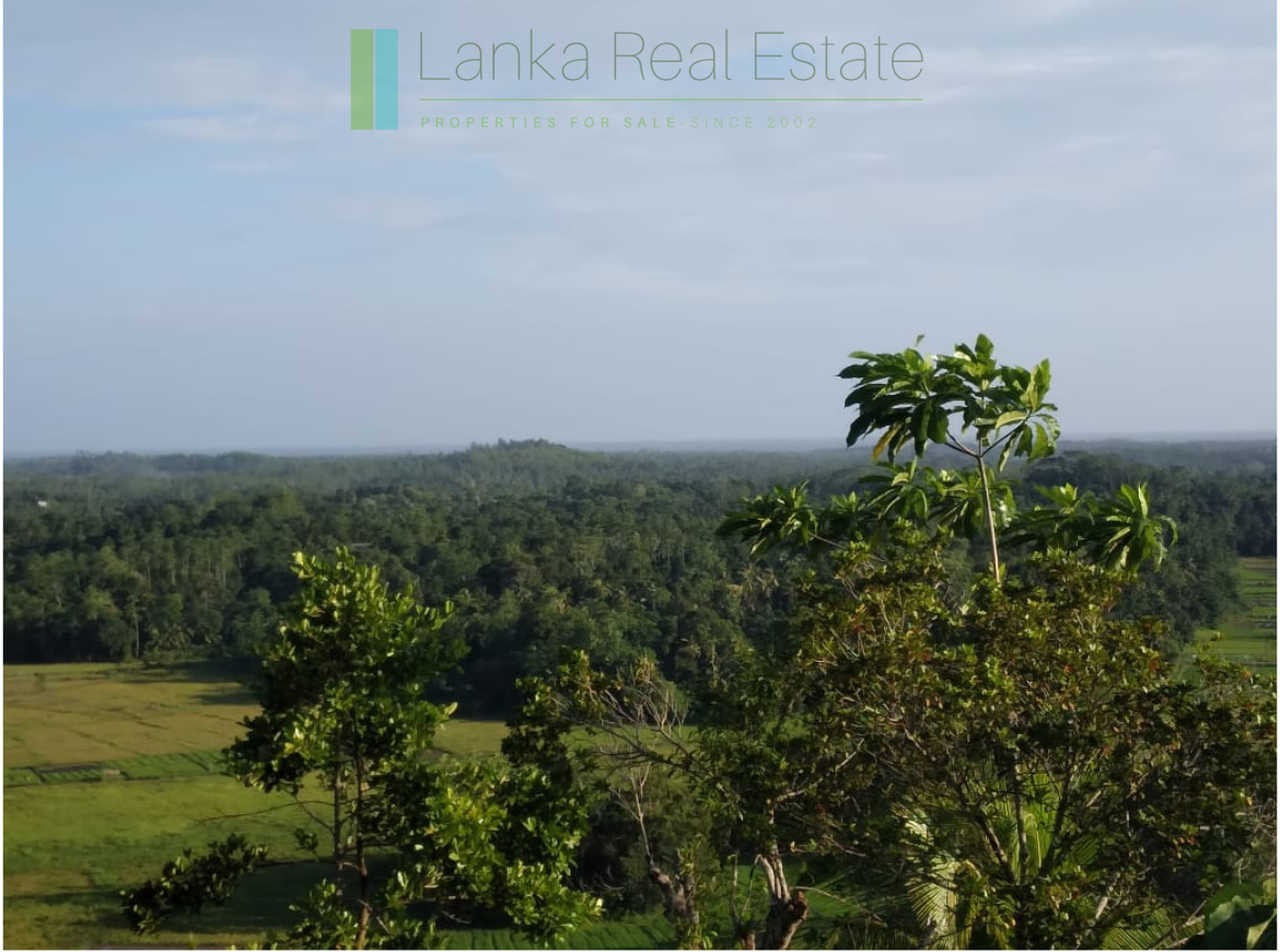 Five acres with cinnamon near Ahangama