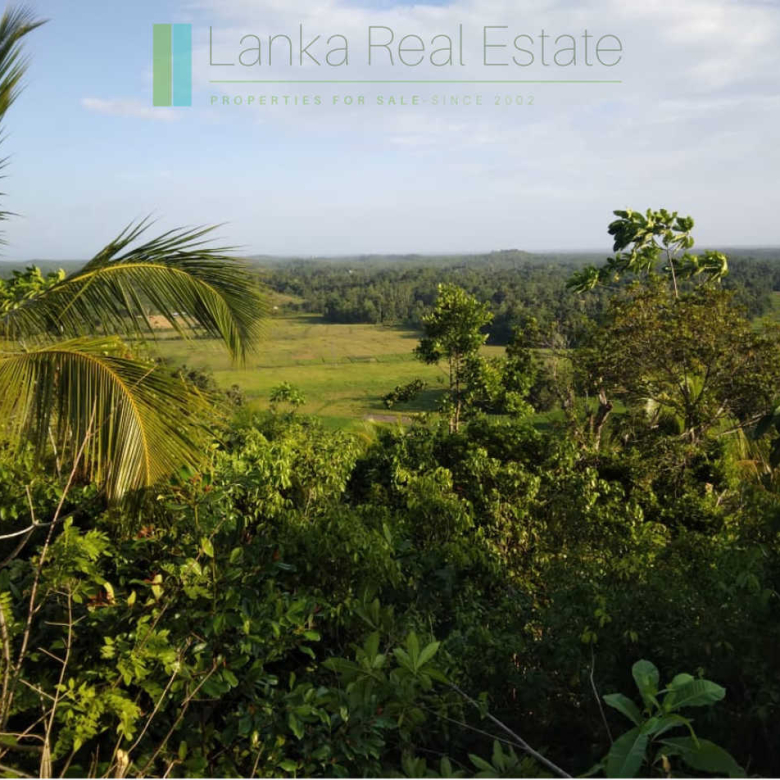 Five acres with cinnamon near Ahangama