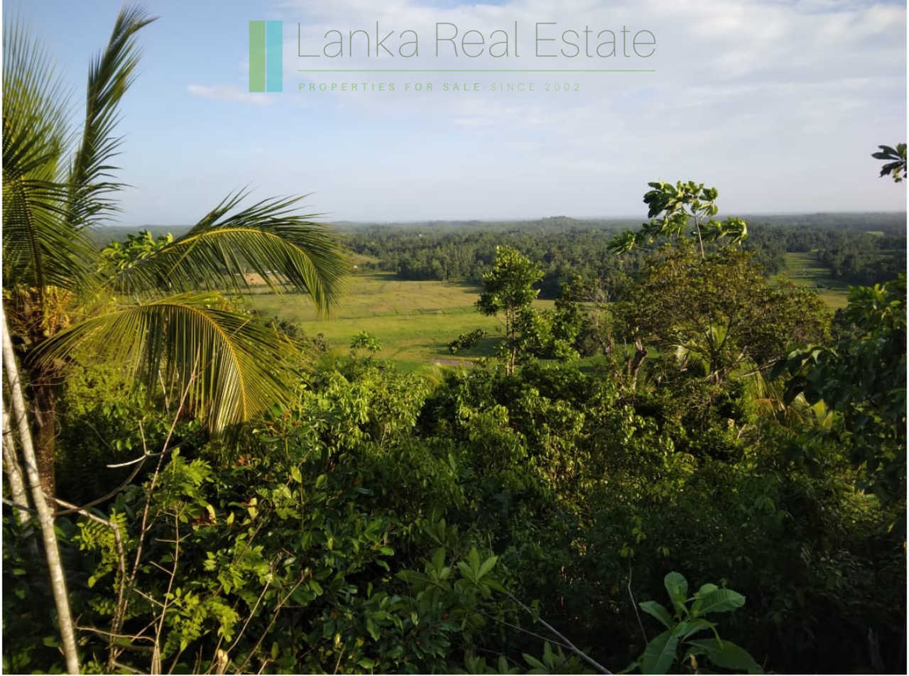 Five acres with cinnamon near Ahangama