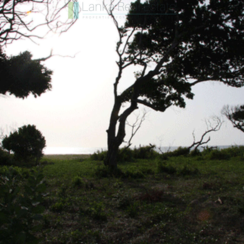 Extensive second-line beachfront plot near surf-break