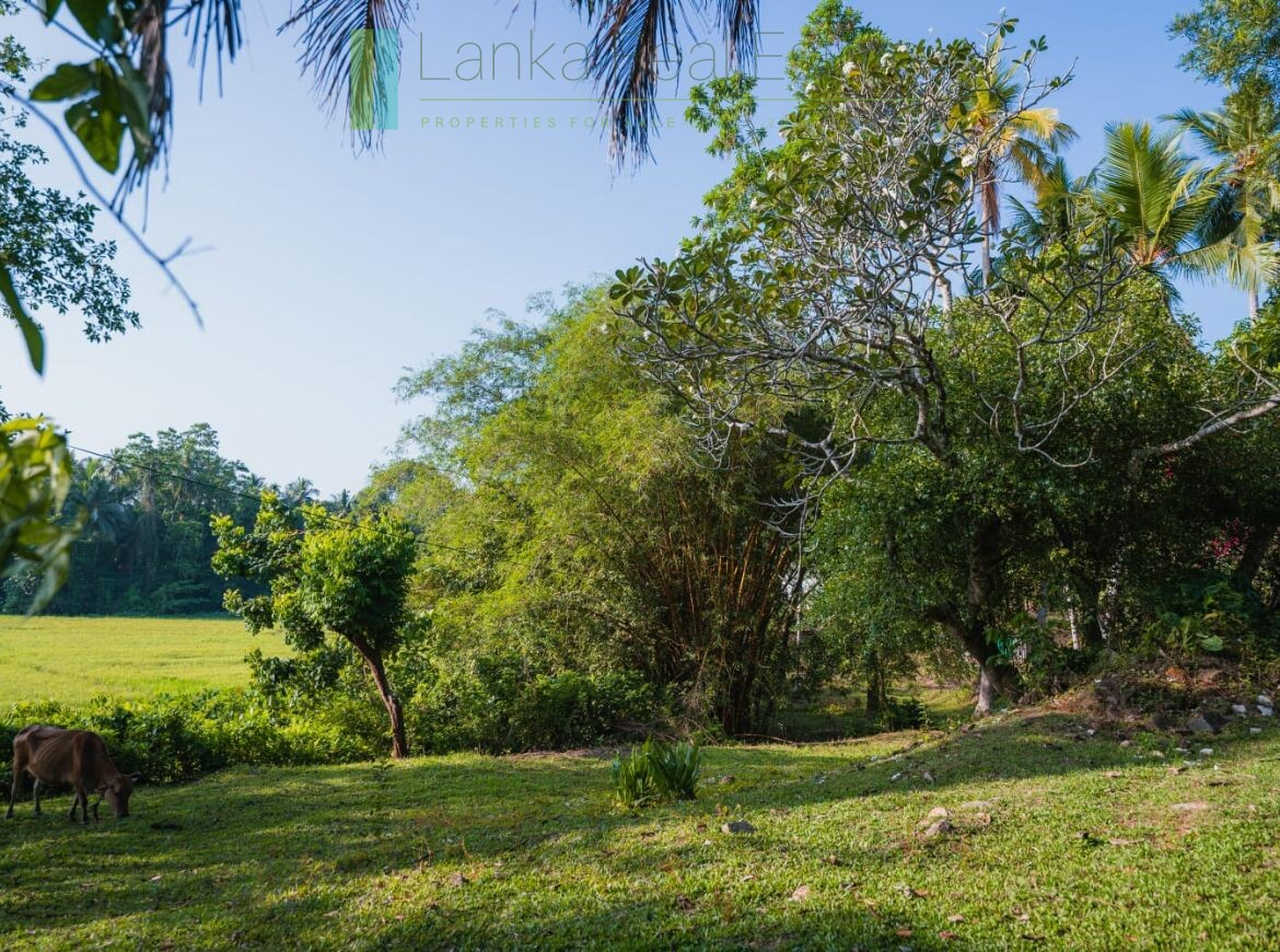 Stunning plot overlooking its own paddy fields near Talpe