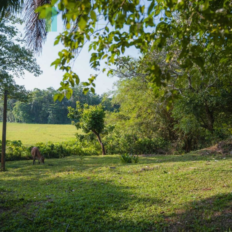 Stunning plot overlooking its own paddy fields near Talpe