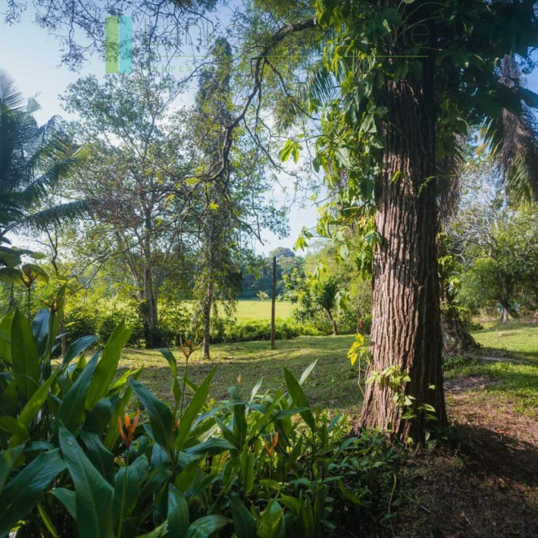 Stunning plot overlooking its own paddy fields near Talpe
