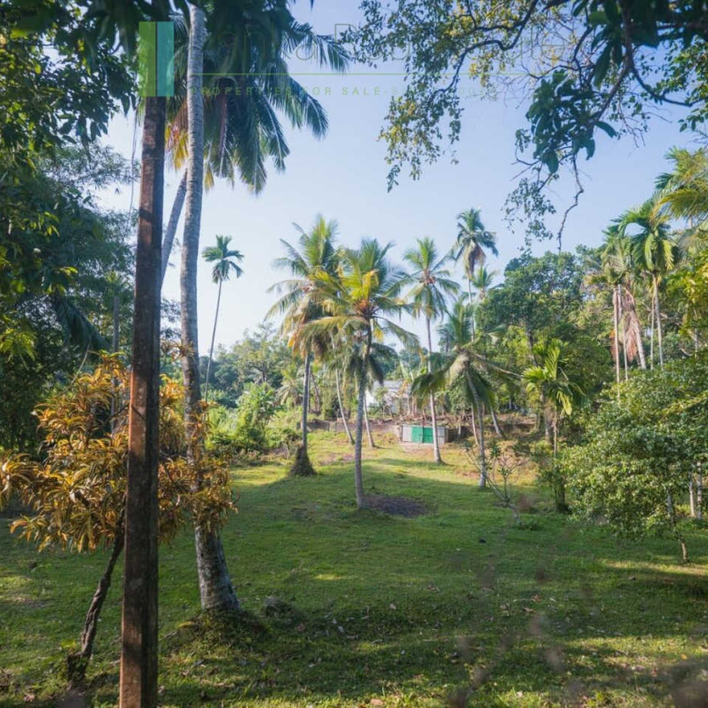 Stunning plot overlooking its own paddy fields near Talpe