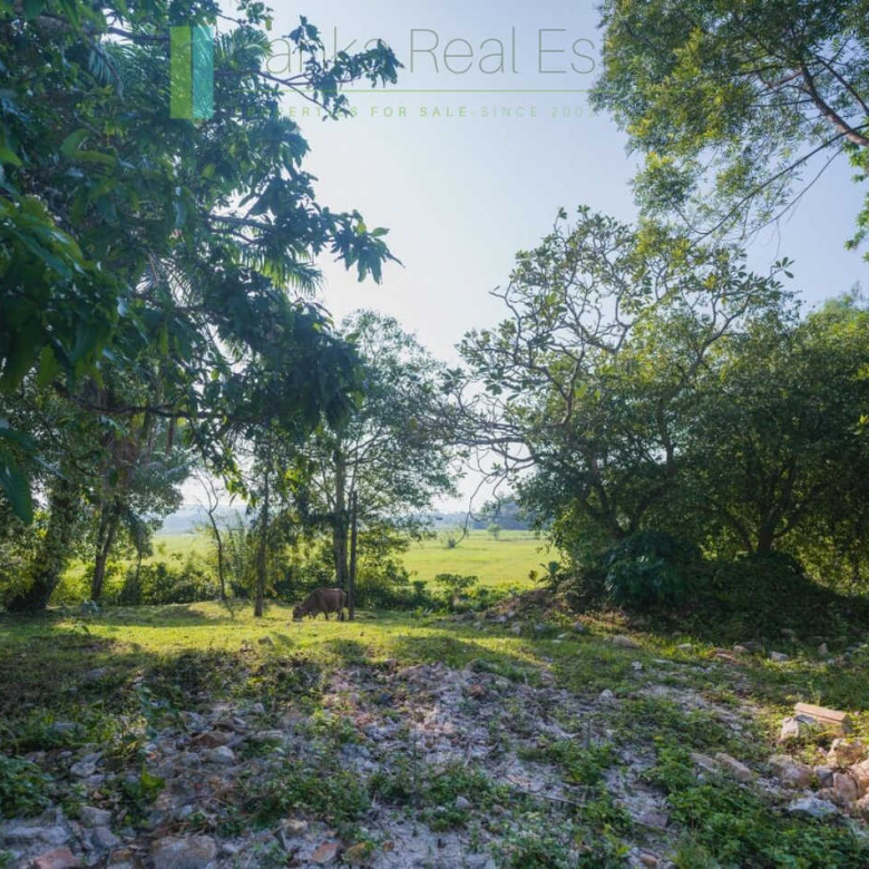 Stunning plot overlooking its own paddy fields near Talpe