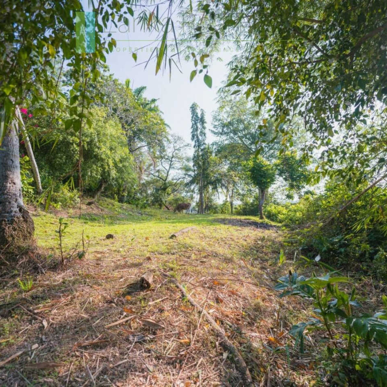 Stunning plot overlooking its own paddy fields near Talpe