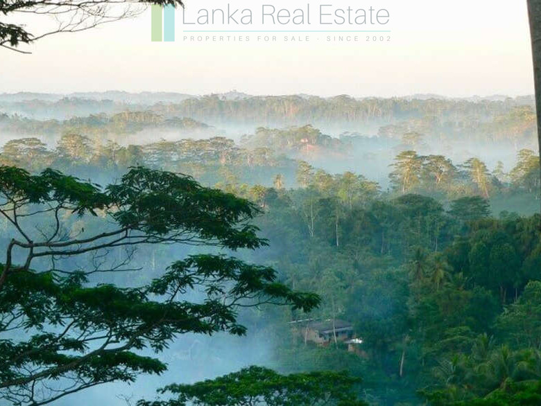 Organic tea estate with bungalow near Galle