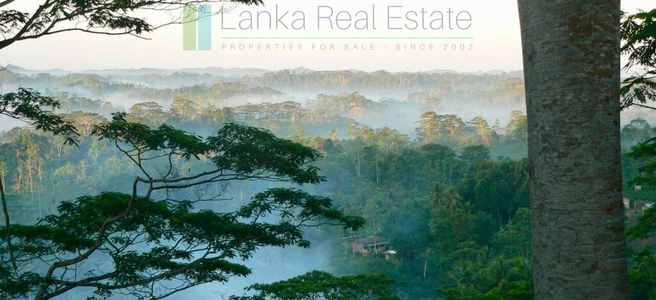 Organic tea estate with bungalow near Galle