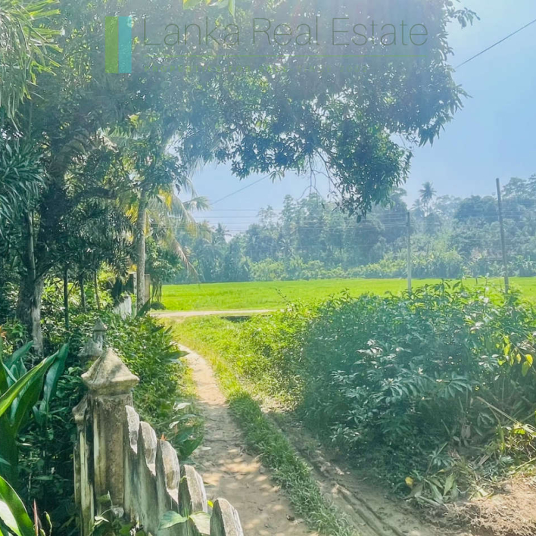 Peaceful paddy view house in Ginigala