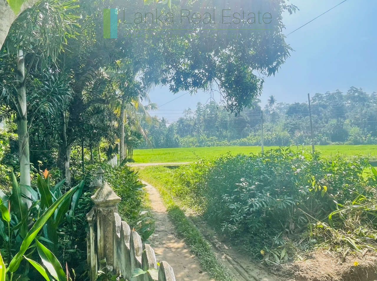 Peaceful paddy view house in Ginigala