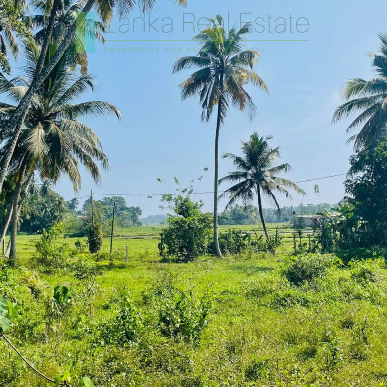 Paddy view plot in popular Heenatigala