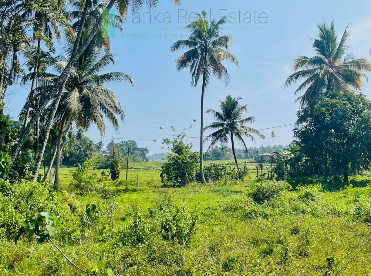 Paddy view plot in popular Heenatigala