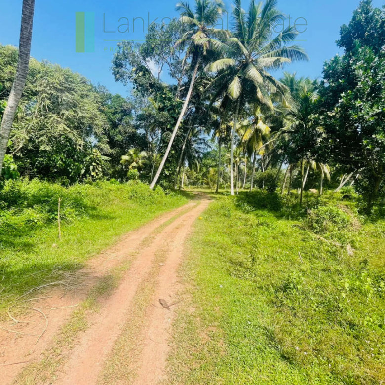 Paddy view plot in popular Heenatigala