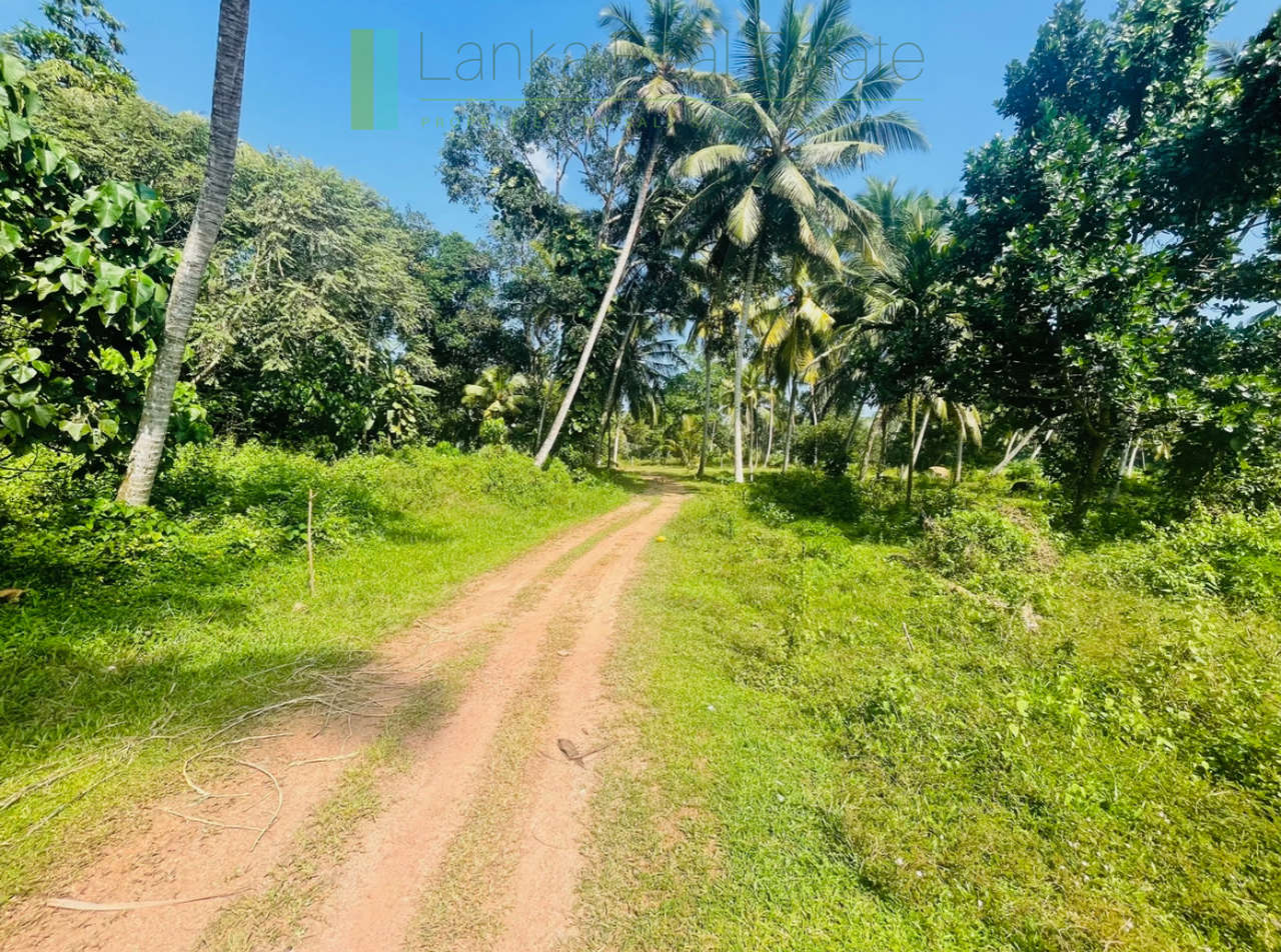 Paddy view plot in popular Heenatigala