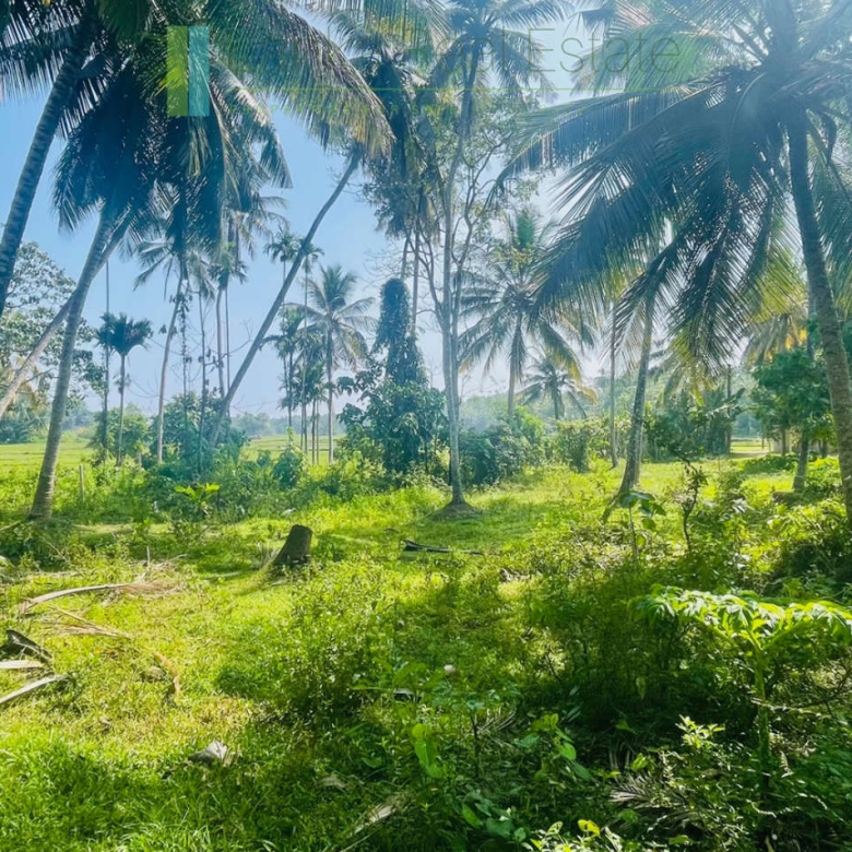 Paddy view plot in popular Heenatigala