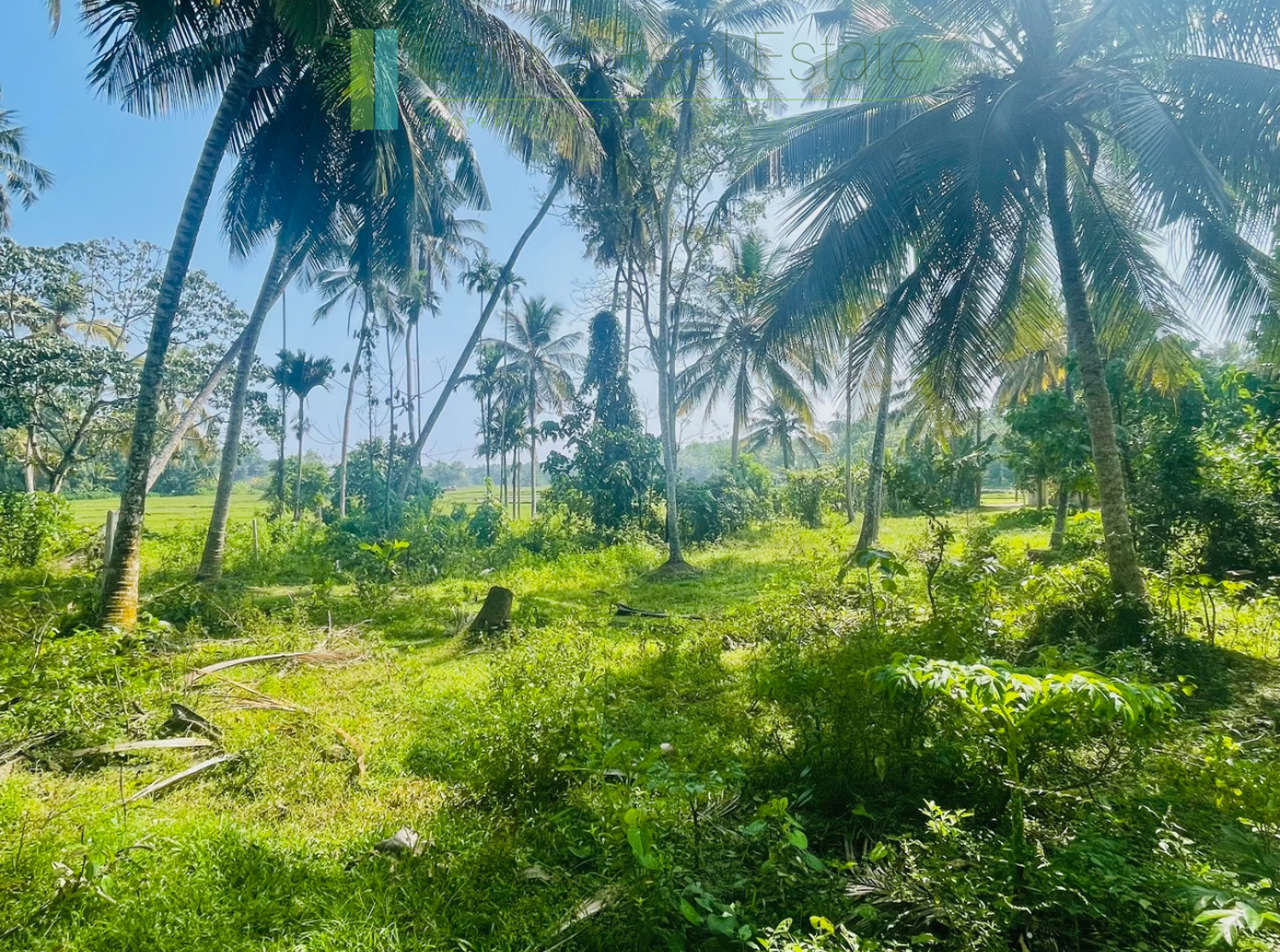 Paddy view plot in popular Heenatigala