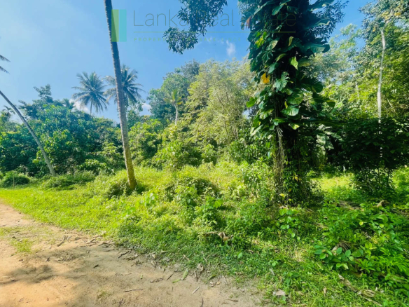 Paddy view plot in popular Heenatigala