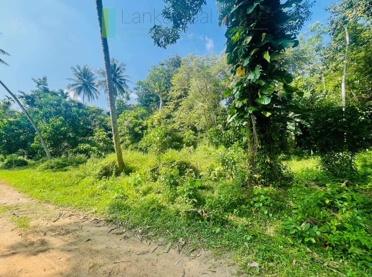Paddy view plot in popular Heenatigala