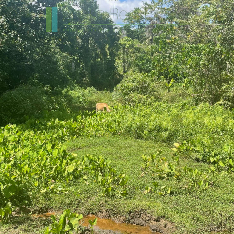 Large plot with old three houses in Dikkumbura