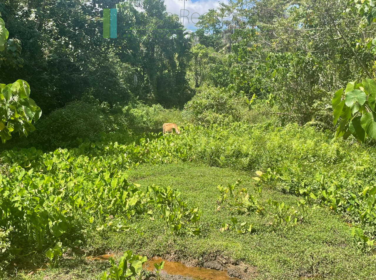 Large plot with old three houses in Dikkumbura