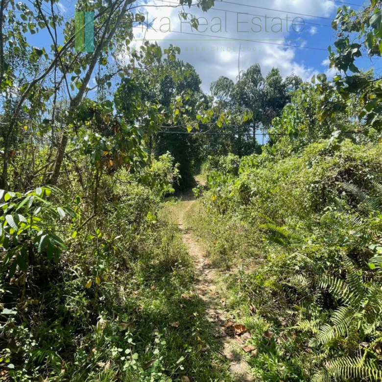 Large plot with old three houses in Dikkumbura