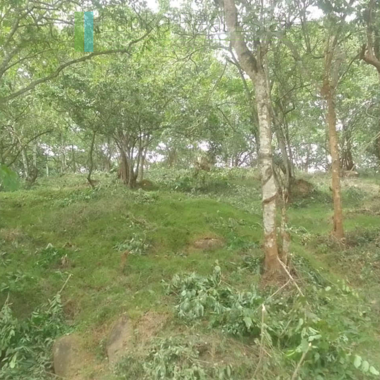 Elevated plot overlooking the ocean at Mawella