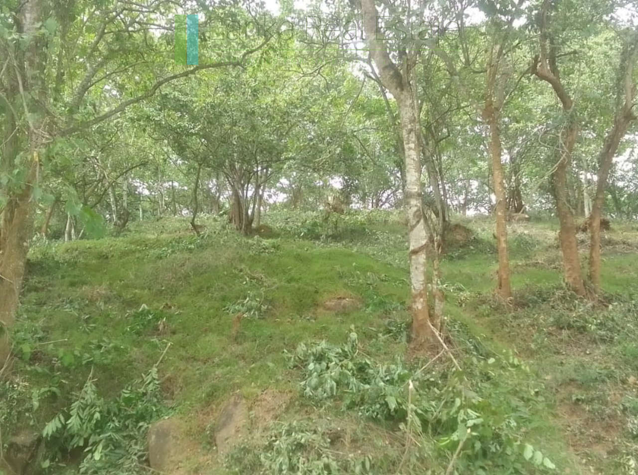 Elevated plot overlooking the ocean at Mawella