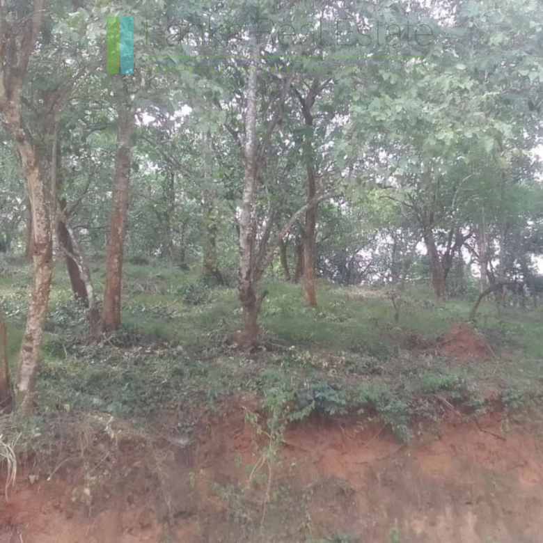 Elevated plot overlooking the ocean at Mawella