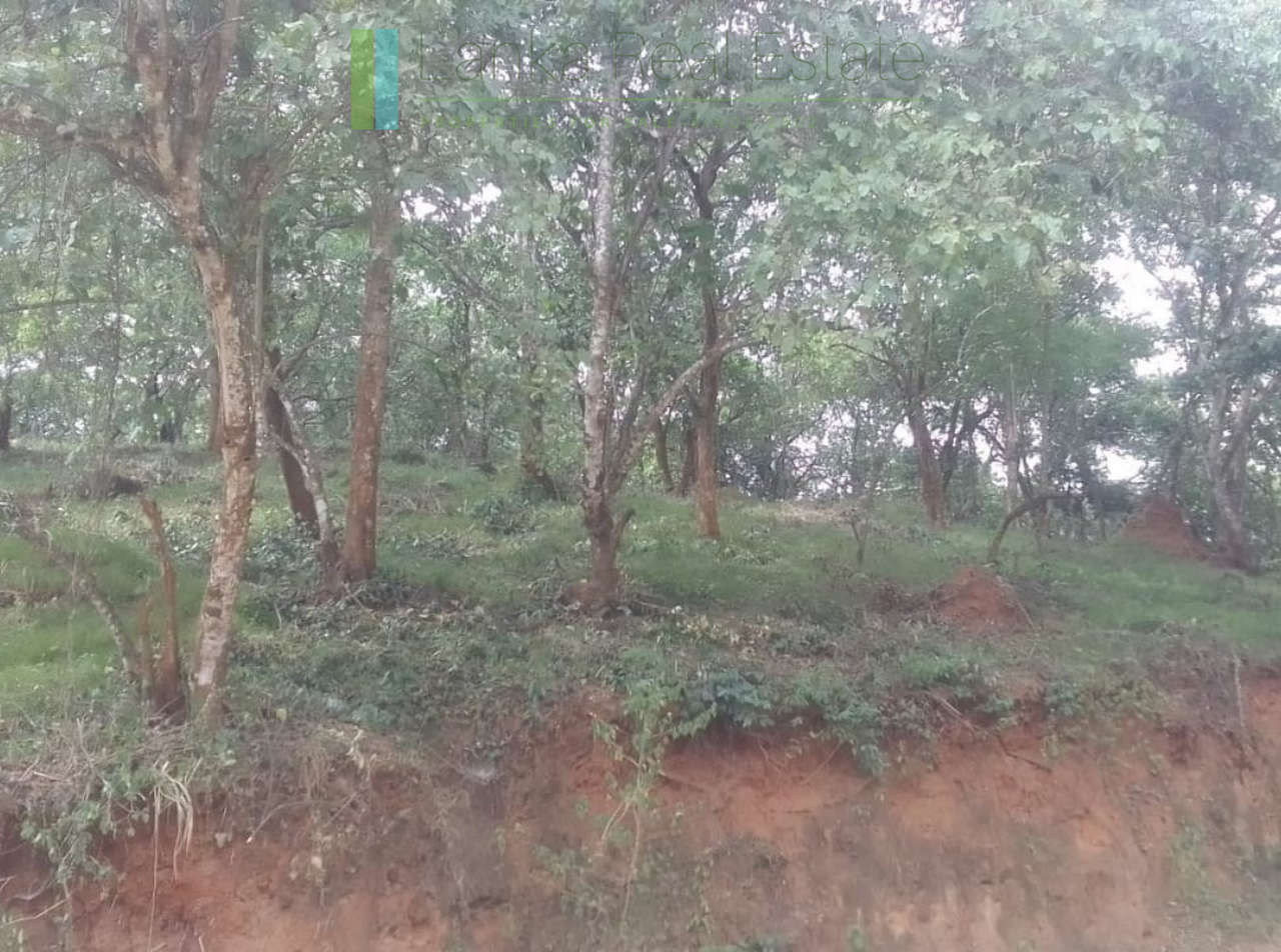 Elevated plot overlooking the ocean at Mawella