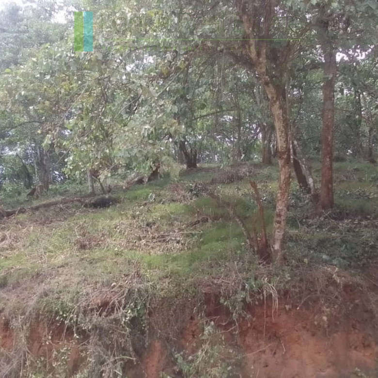 Elevated plot overlooking the ocean at Mawella
