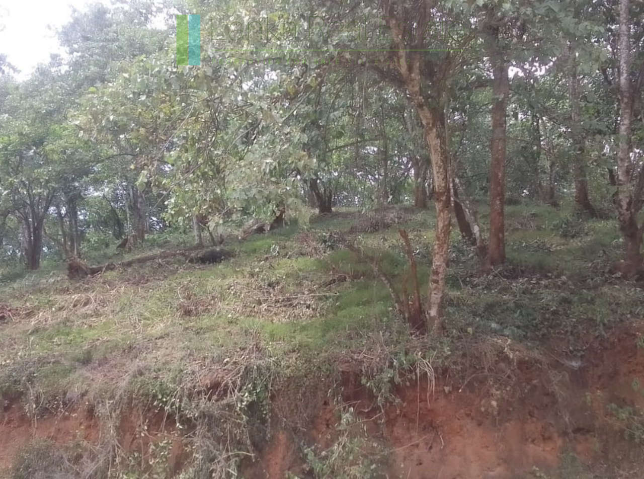 Elevated plot overlooking the ocean at Mawella