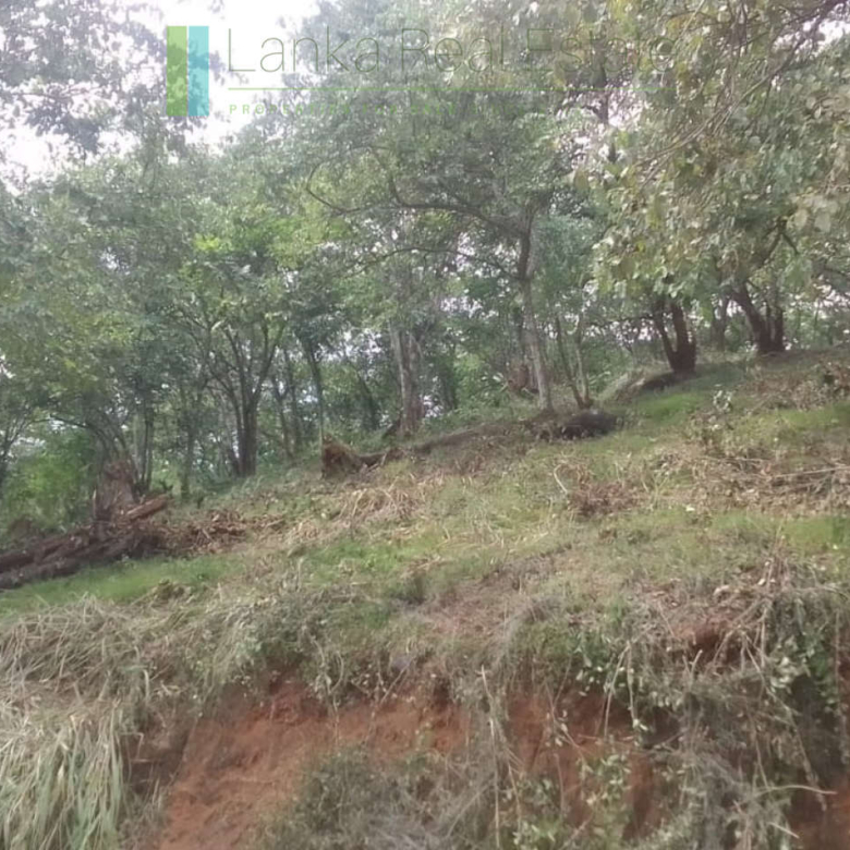 Elevated plot overlooking the ocean at Mawella
