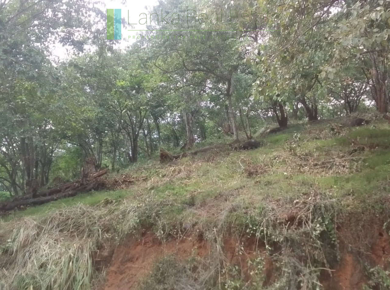 Elevated plot overlooking the ocean at Mawella