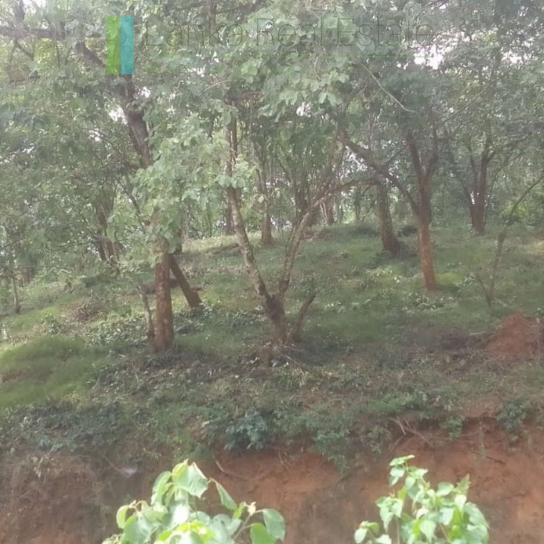 Elevated plot overlooking the ocean at Mawella