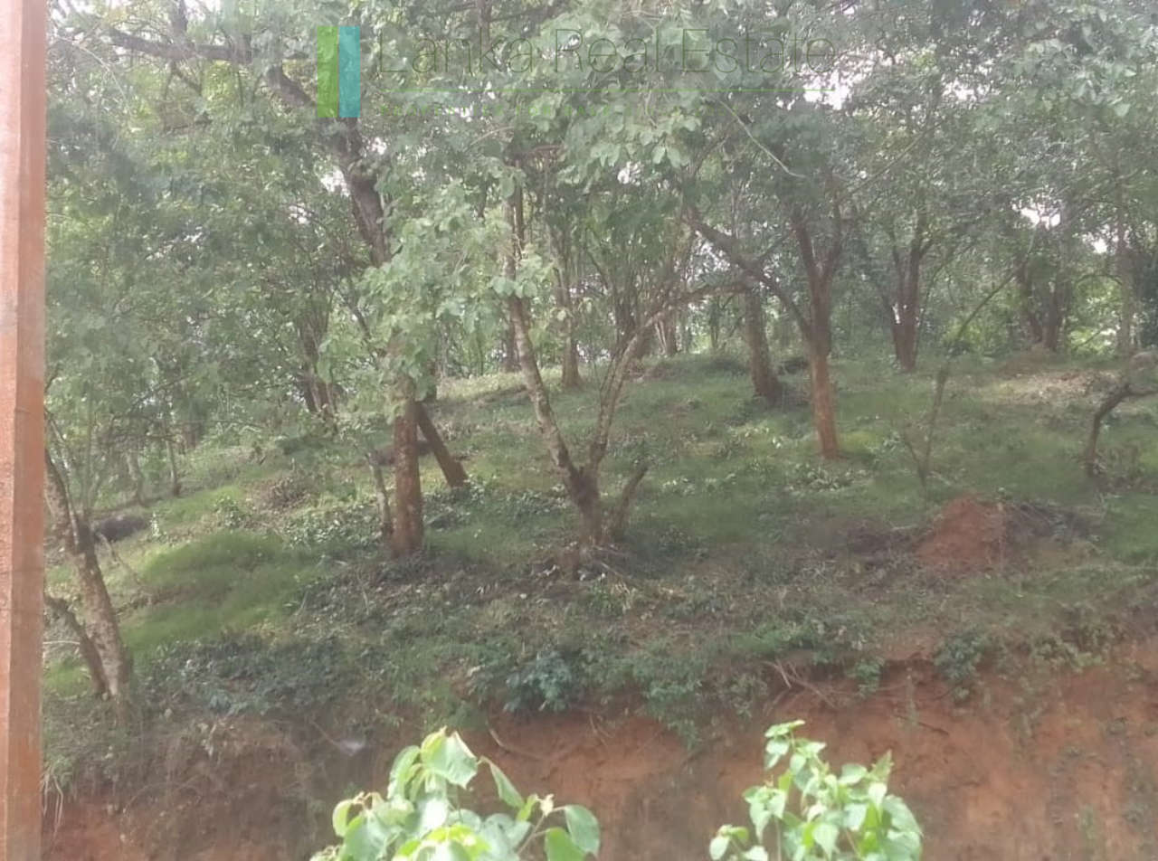 Elevated plot overlooking the ocean at Mawella