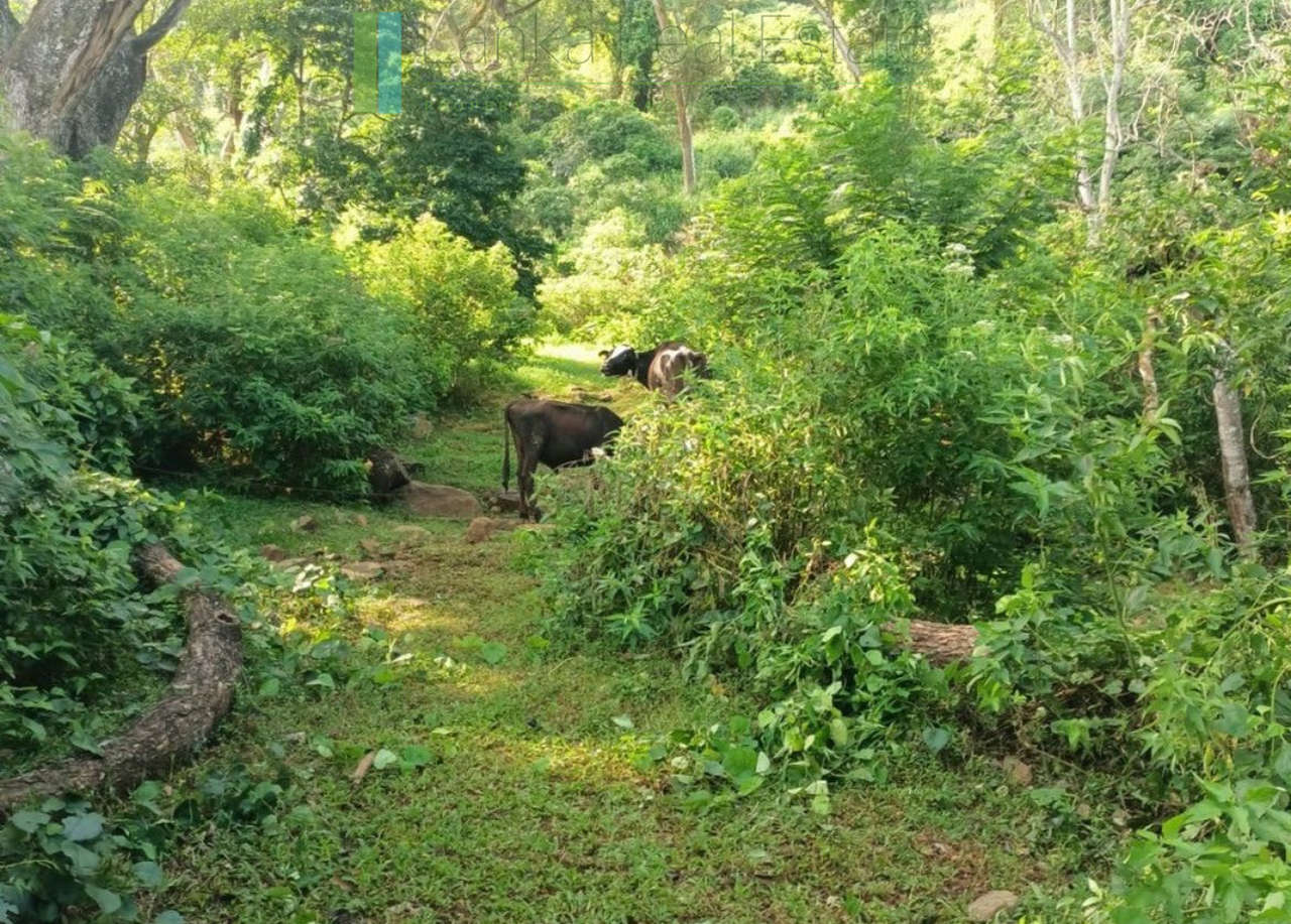 Exceptional ten acres in hill country