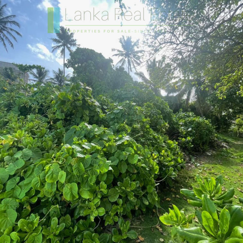 Mirissa beachfront plot with potential