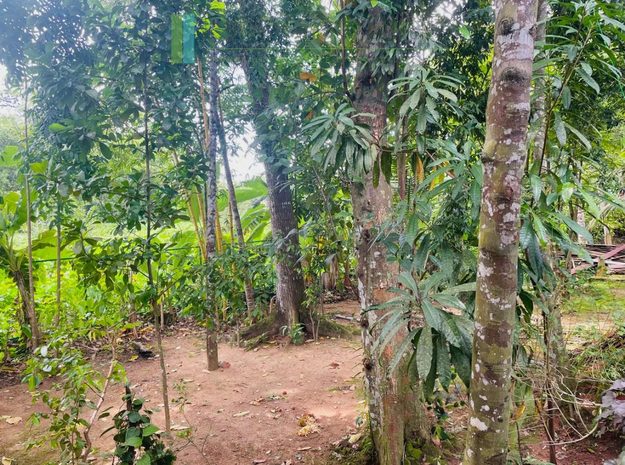 Pair of houses between Hikkaduwa and Galle