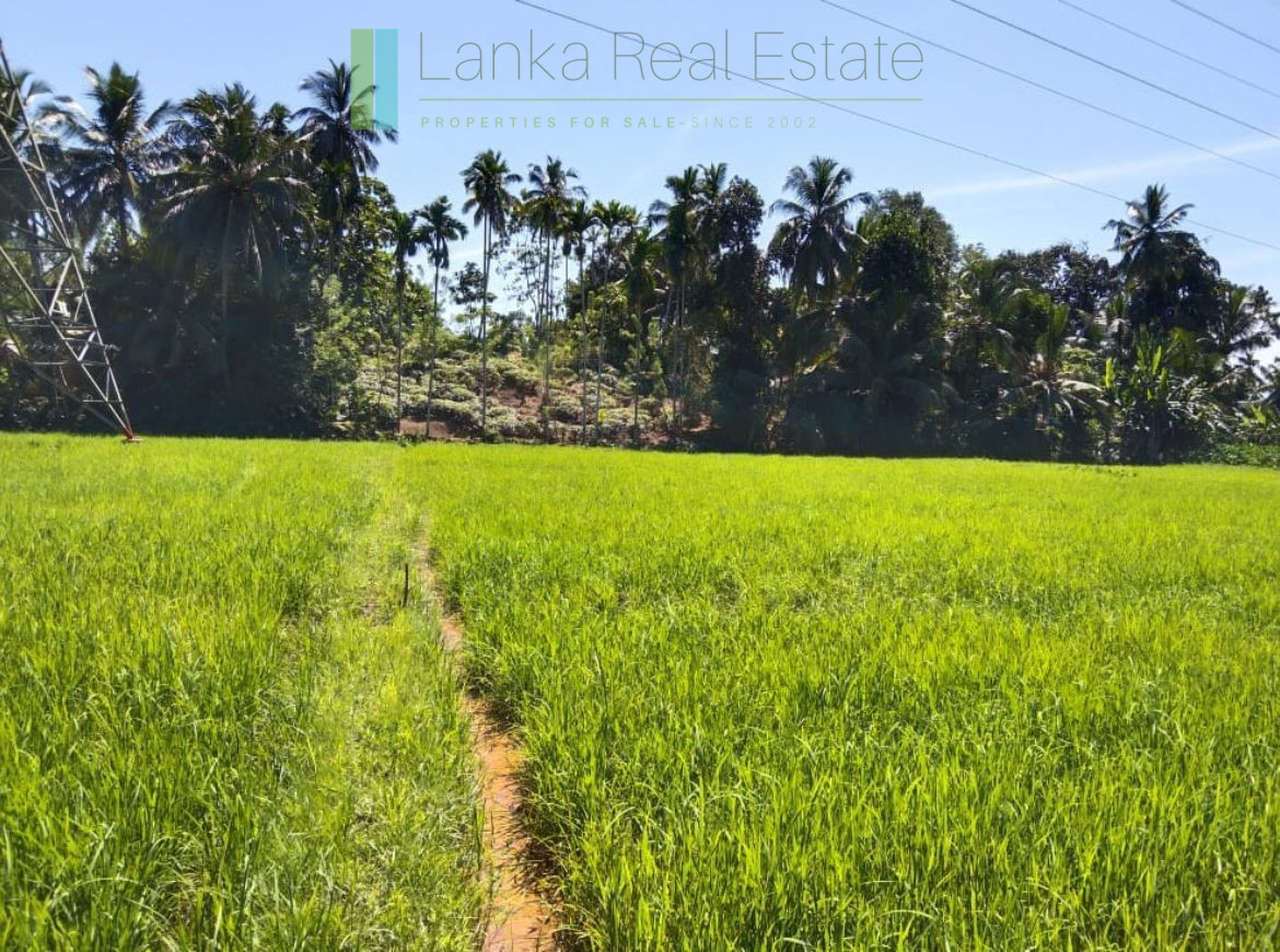 2024-0707-Wanchawala-1_web Paddy-view building plot near Galle