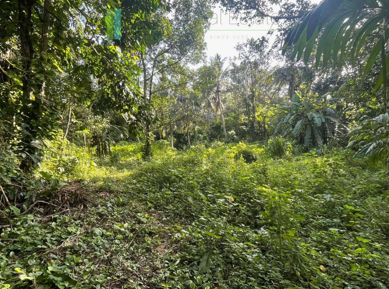 Paddy-view building plot near Galle